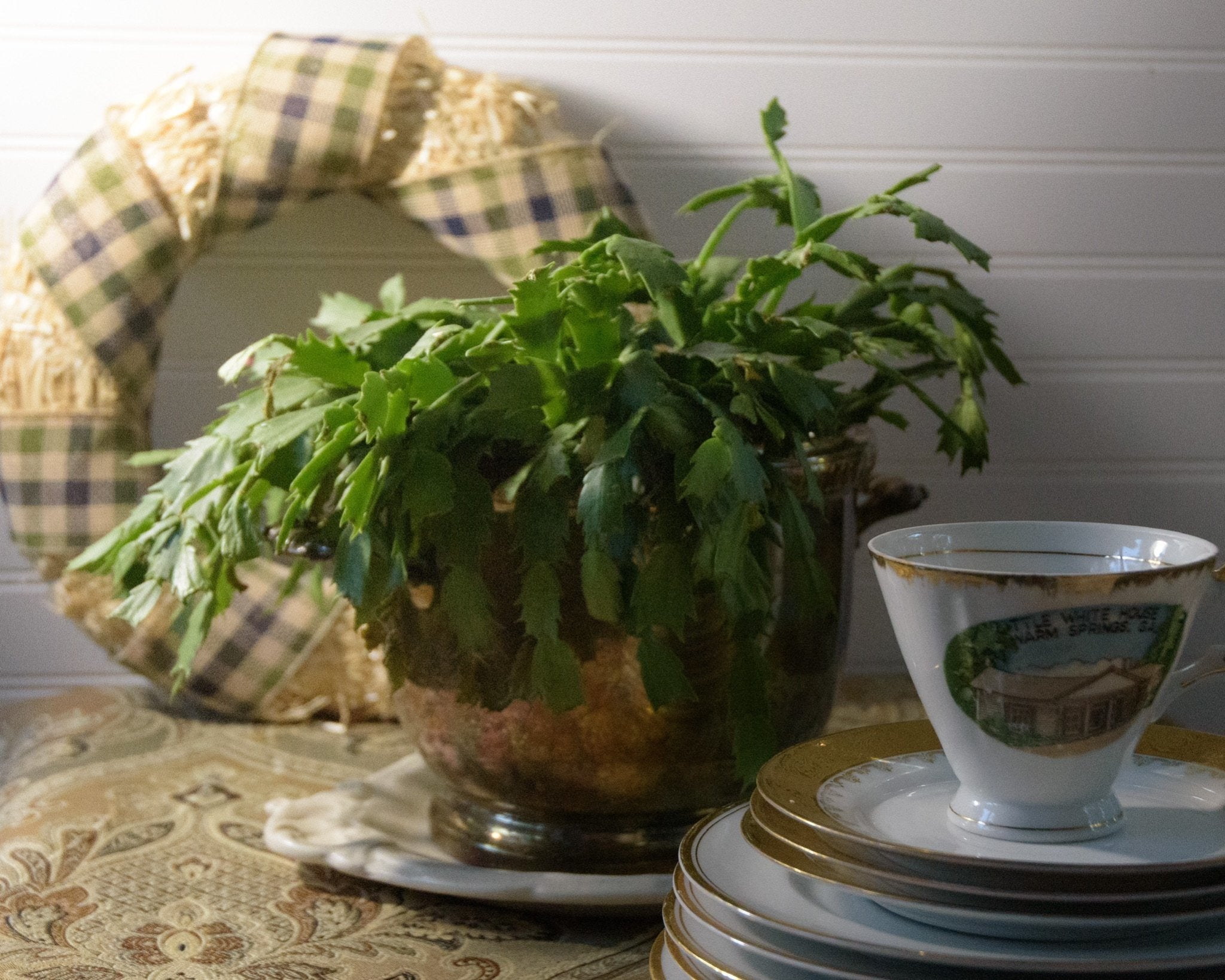 Christmas Cactus Care: What you need to know! - Flowerland, image size:2048x1638