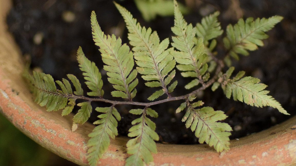 Never Say Thank You for Passalong Plants