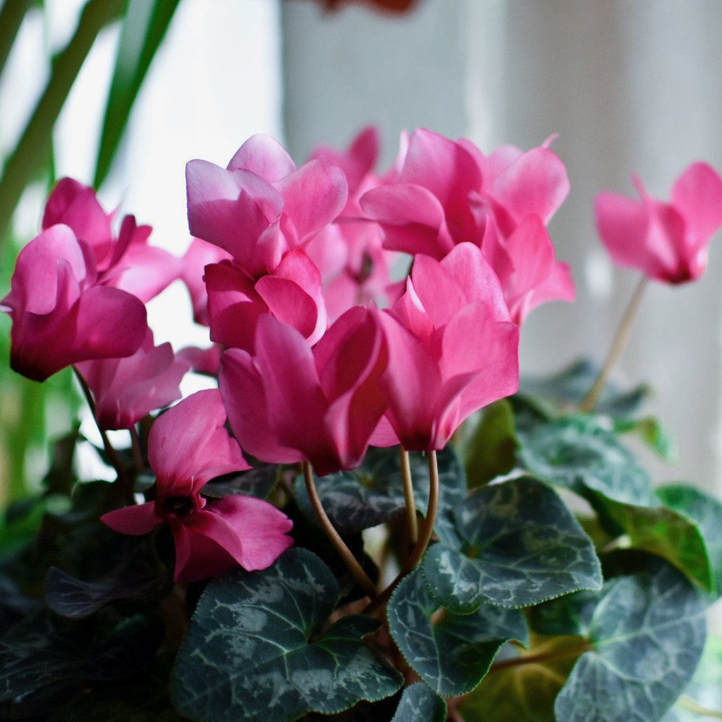 The Glorious Cyclamen: Don't Give Up, Spring Is Coming